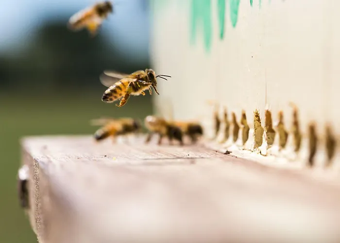 Antico Casale Dei Sogni Lugo (Ravenna)