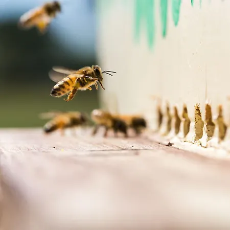 Antico Casale Dei Sogni Lugo (Ravenna)