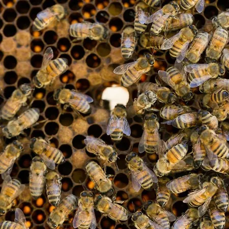 Antico Casale Dei Sogni Casa rural