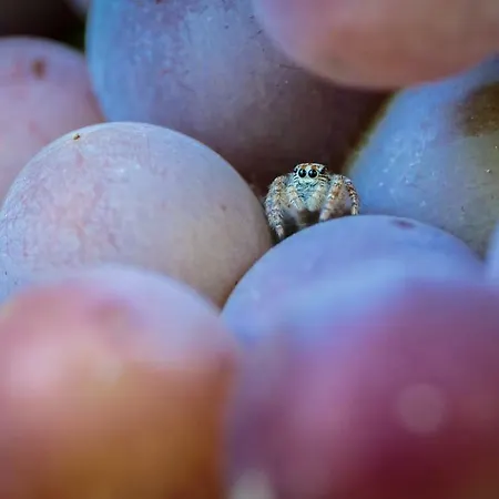 Antico Casale Dei Sogni Lugo (Ravenna)