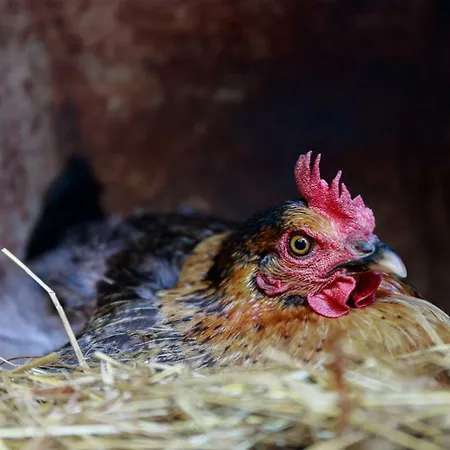 Antico Casale Dei Sogni Casa rural