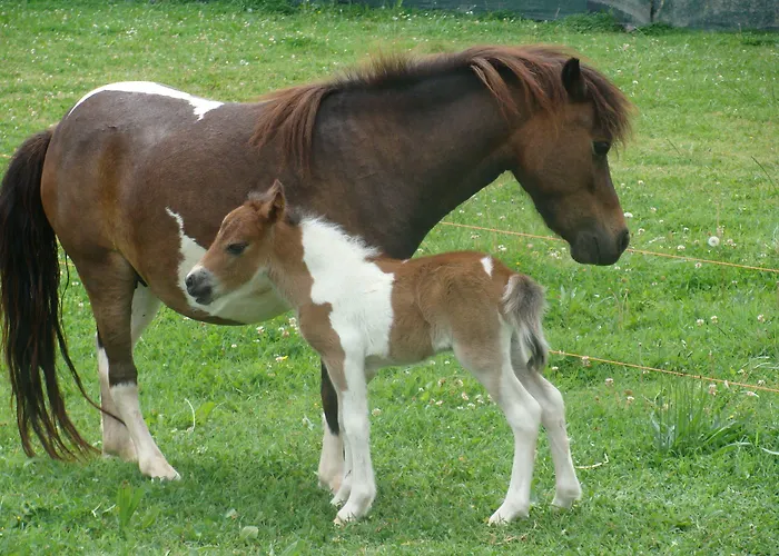 Antico Casale Dei Sogni カントリーハウス