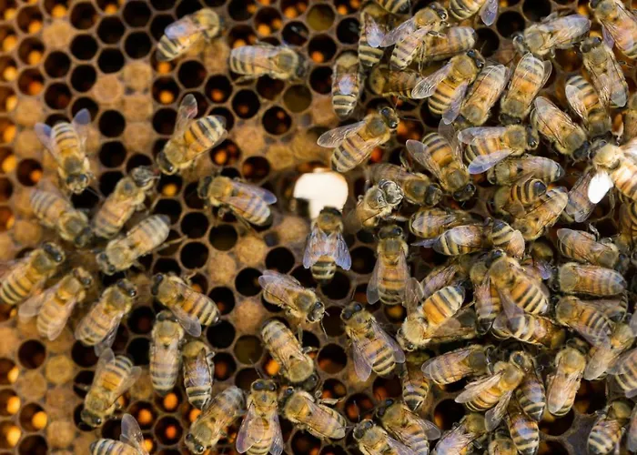 Antico Casale Dei Sogni カントリーハウス