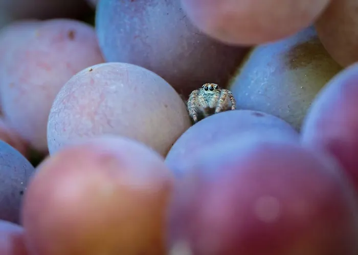 Antico Casale Dei Sogni ルーゴ