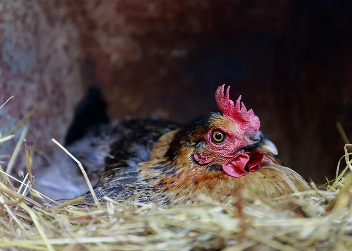 Antico Casale Dei Sogni 乡村民宿